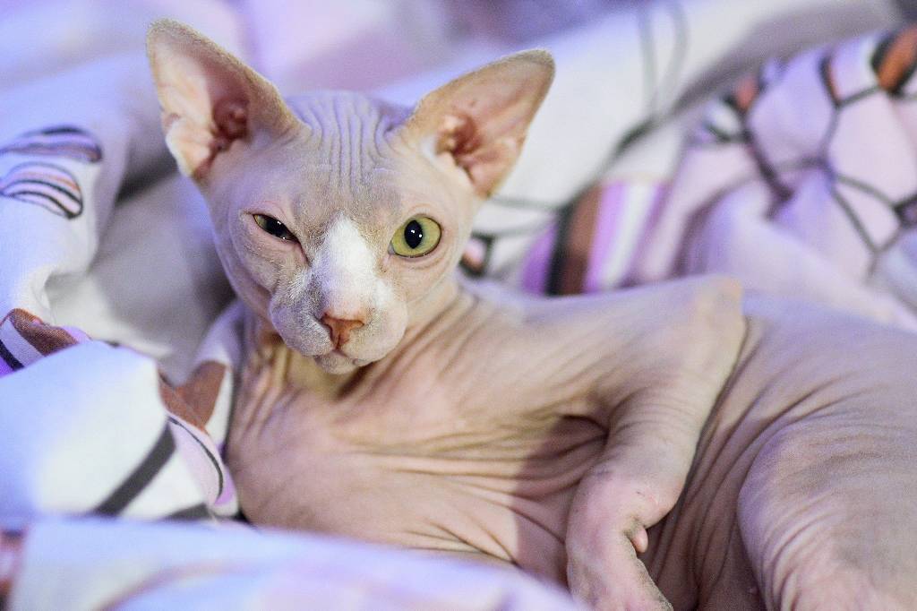 Донской сфинкс: фото кошки, стандарты, окрасы, описание породы, повадки и характер