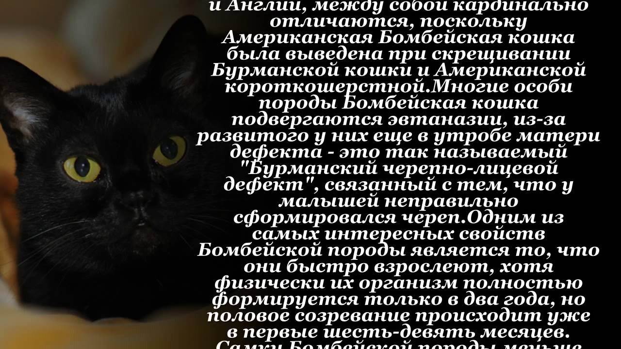 Все о кошках черных. черные кошки: темная история с генетикой, особенности характера и прочая мистика | интересные факты