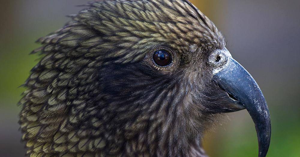 Попугай кеа: внешний вид, характер и интеллект