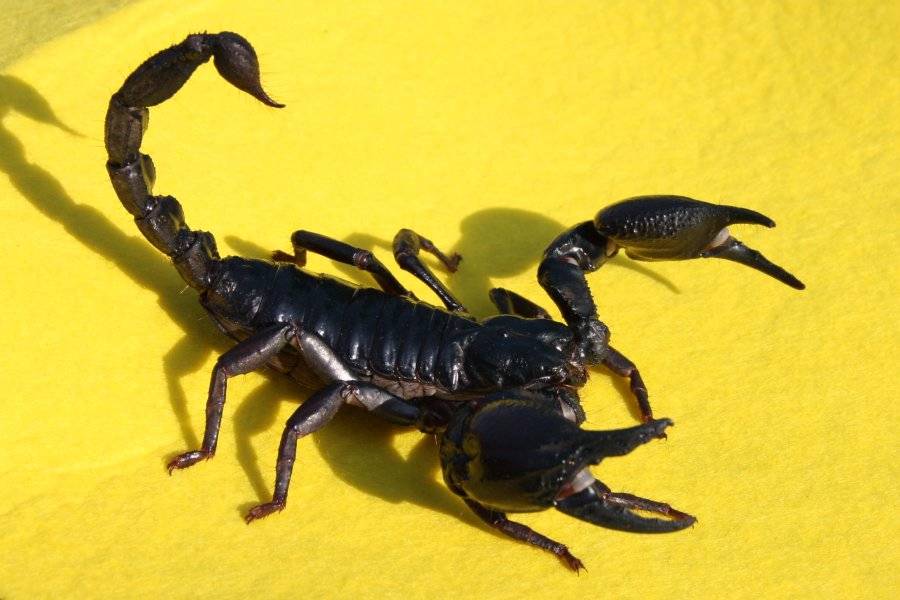 Императорский скорпион: описание, фото и видео, среда обитания, чем питается, враги