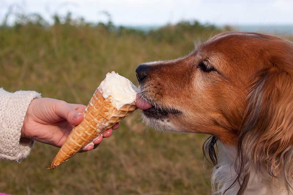 Можно ли собаке давать сладкое: опасности, влияние шоколада, отравление