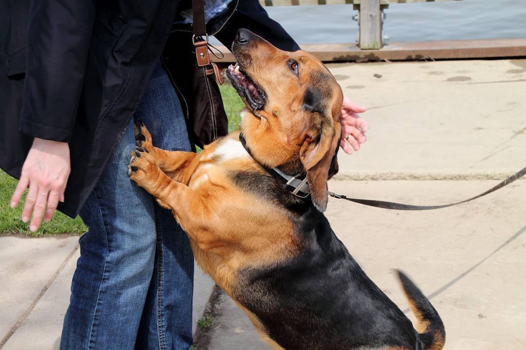 ᐉ как отучить собаку напрыгивать на вас - ➡ motildazoo.ru