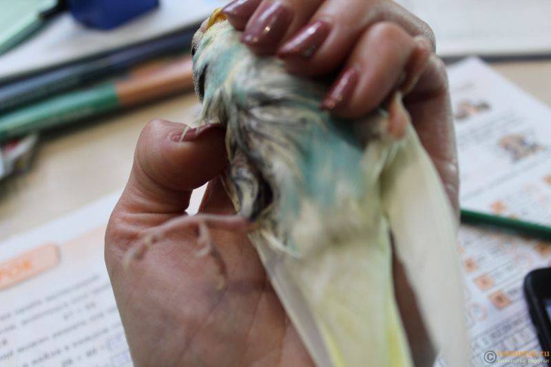 Травмы попугаев