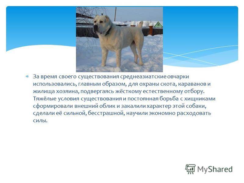 ᐉ описание породы алабай или среднеазиатская овчарка - ➡ motildazoo.ru
