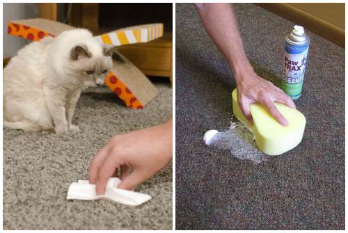 10 способов избавиться от запаха кошачьей мочи в квартире