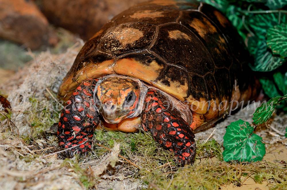 Черепахи сухопутные домашние: уход, содержание, особенности