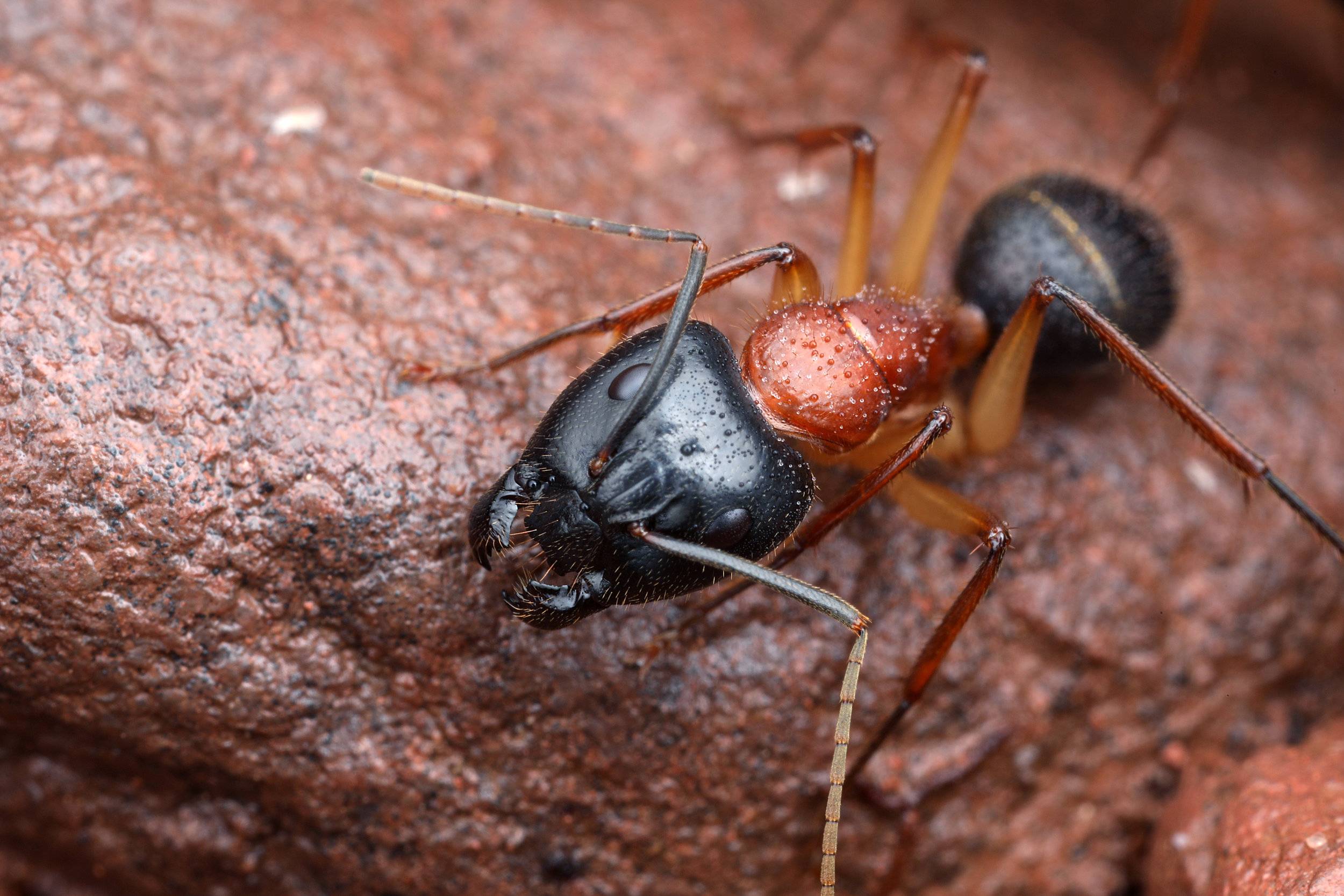 Самые большие муравьи в мире: какой размер, какие вторые по крупности?