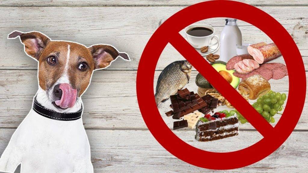 Можно ли собаку кормить свининой: употребление питомцем мяса в сыром и вареном виде, польза, когда нельзя давать