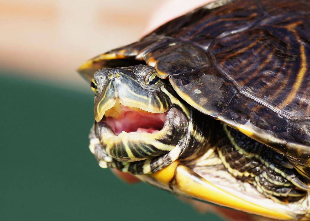 Сколько лет живут красноухие черепахи в домашних условиях?