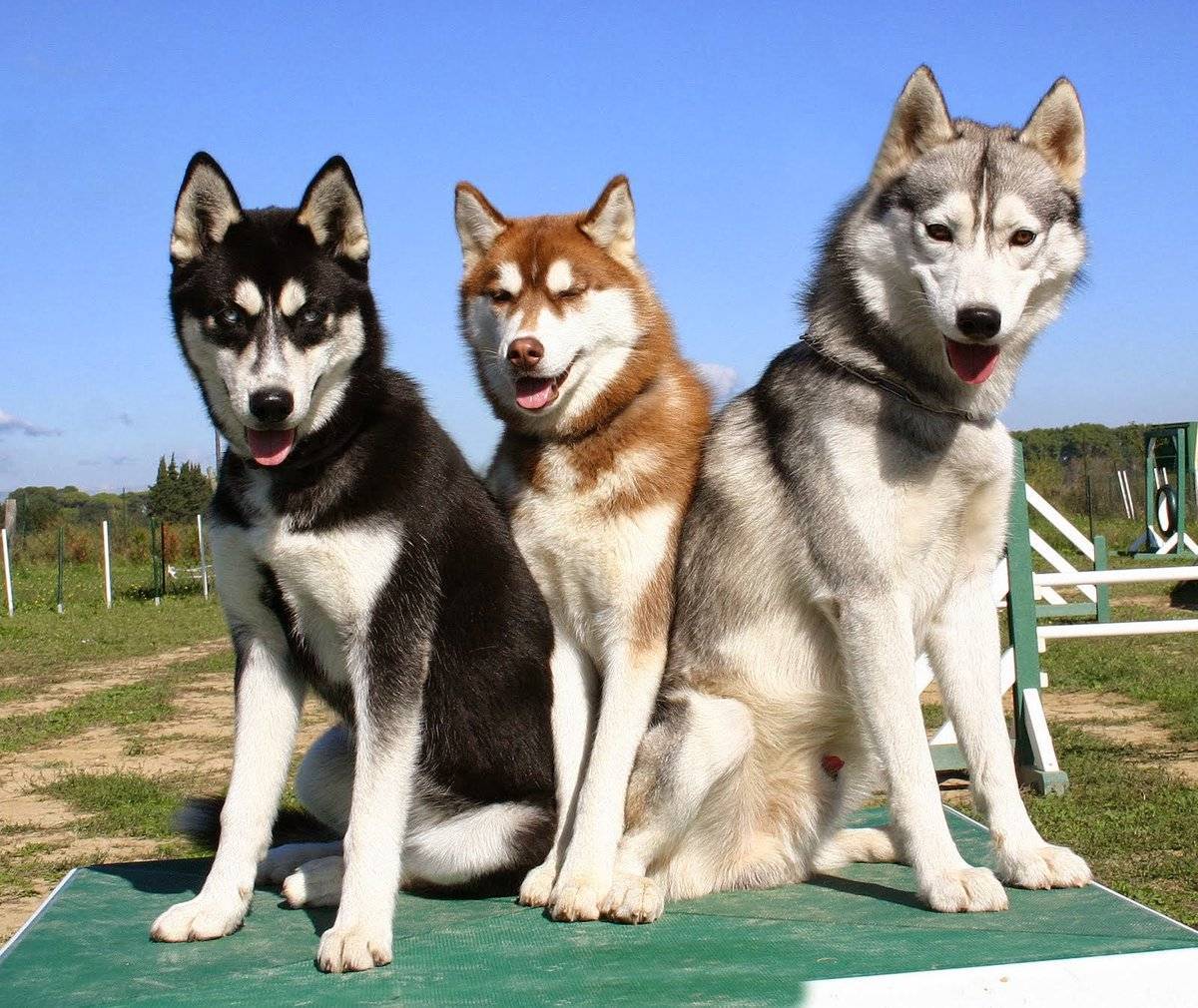 Собаки с голубыми глазами породы лайки