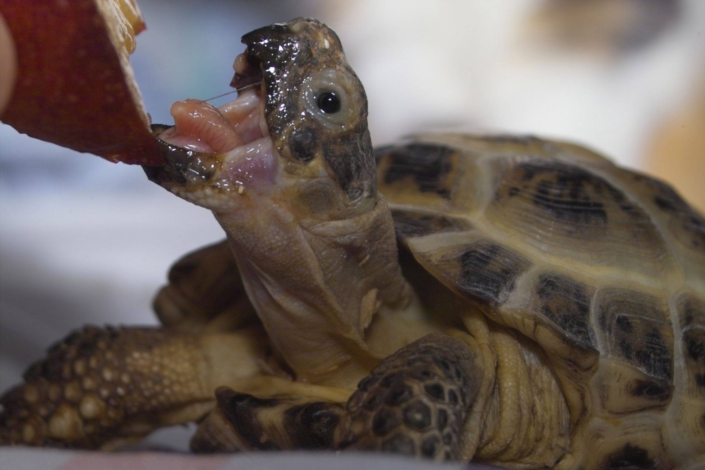 Как поить сухопутную черепаху