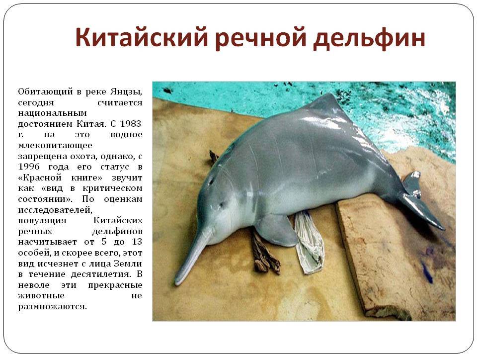 Дельфин - 101 фото самого зубастого млекопитающего китообразного