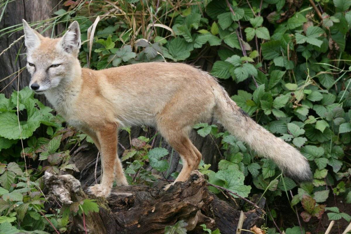 Корсак: ареал, описание, фото, образ жизни и повадки степной лисицы