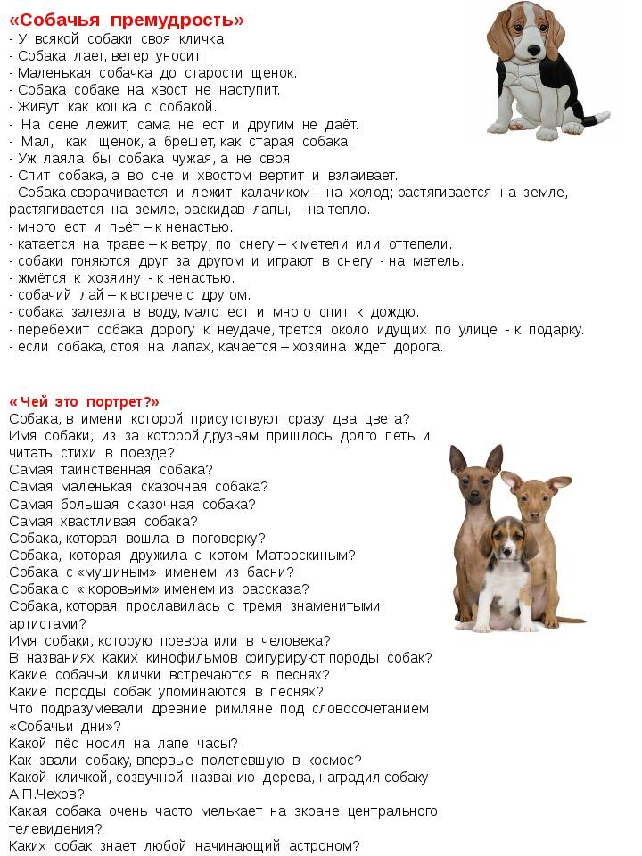 ᐉ как назвать собаку: русские клички для питомцев - ➡ motildazoo.ru