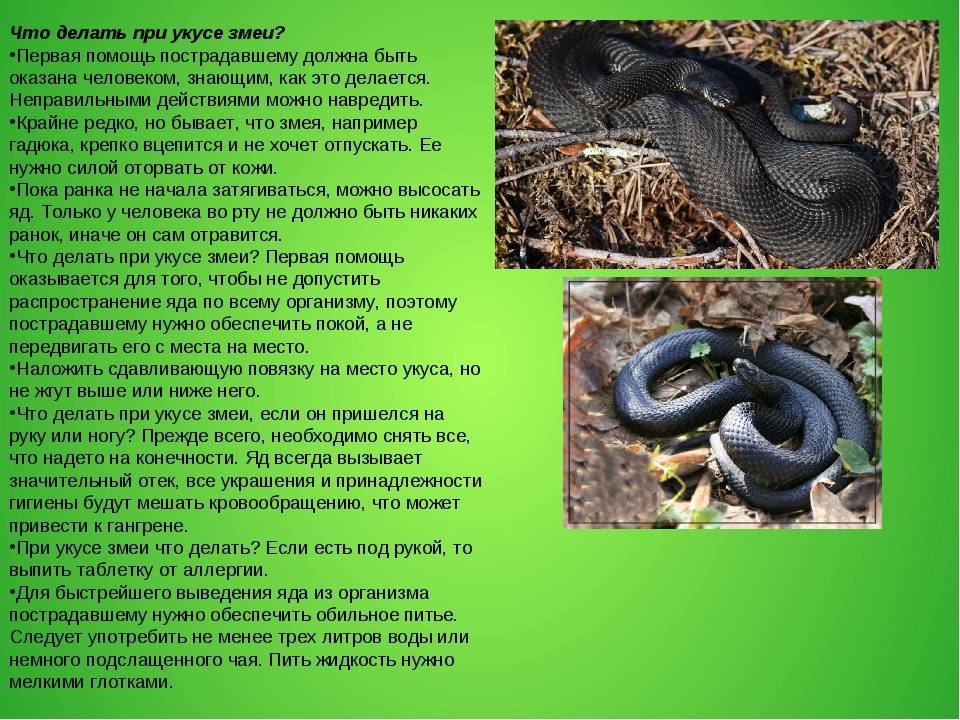 Основы содержания змей