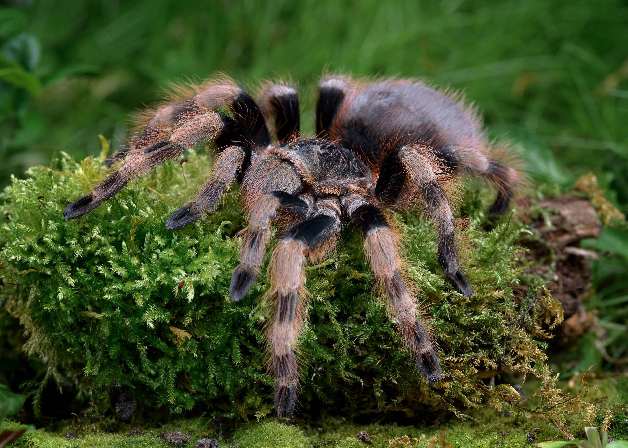 Где обитают тарантулы: условия среды обитания; страны, где водятся тарантулы