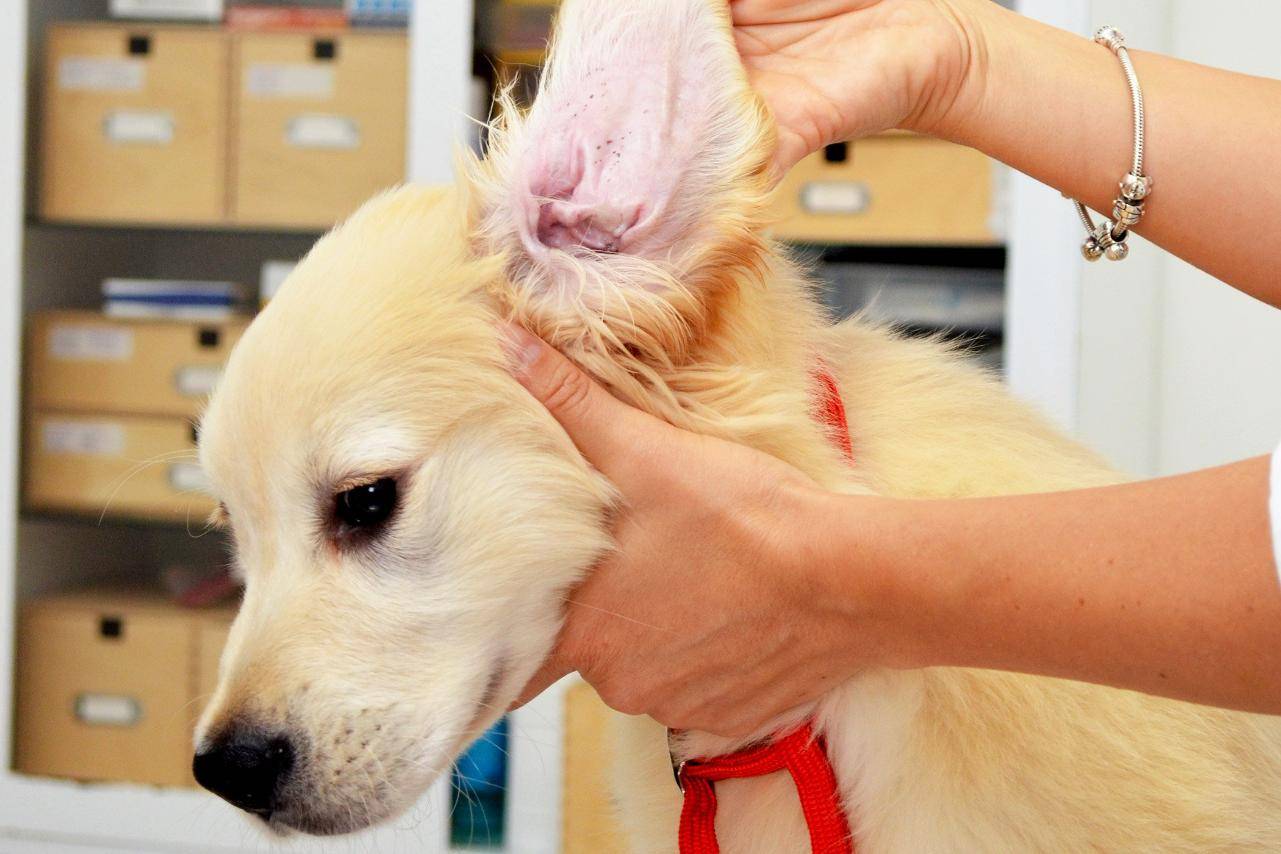 Собака трясет головой и чешет ухо — причина и лечение