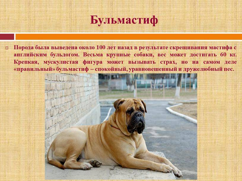 Русские породы собак с фото, названиями и описаниями