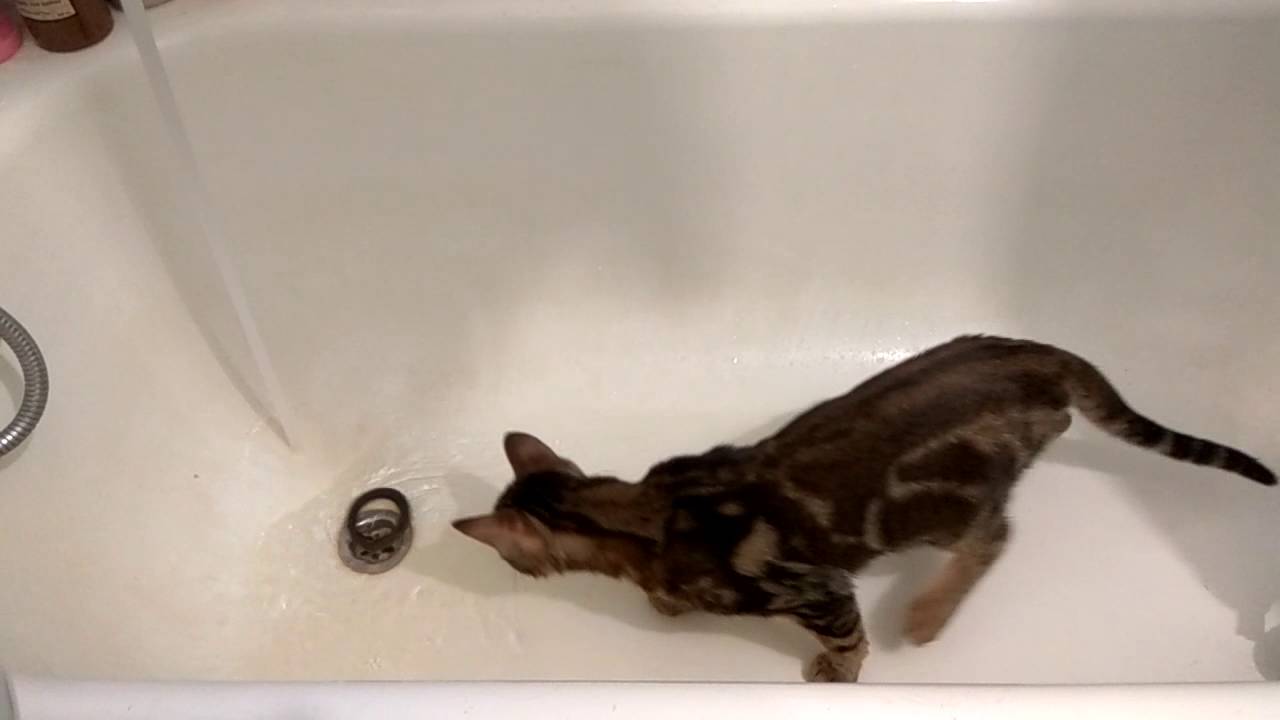 Как помыть кота, если он боится воды и царапается, что делать в домашних условиях?