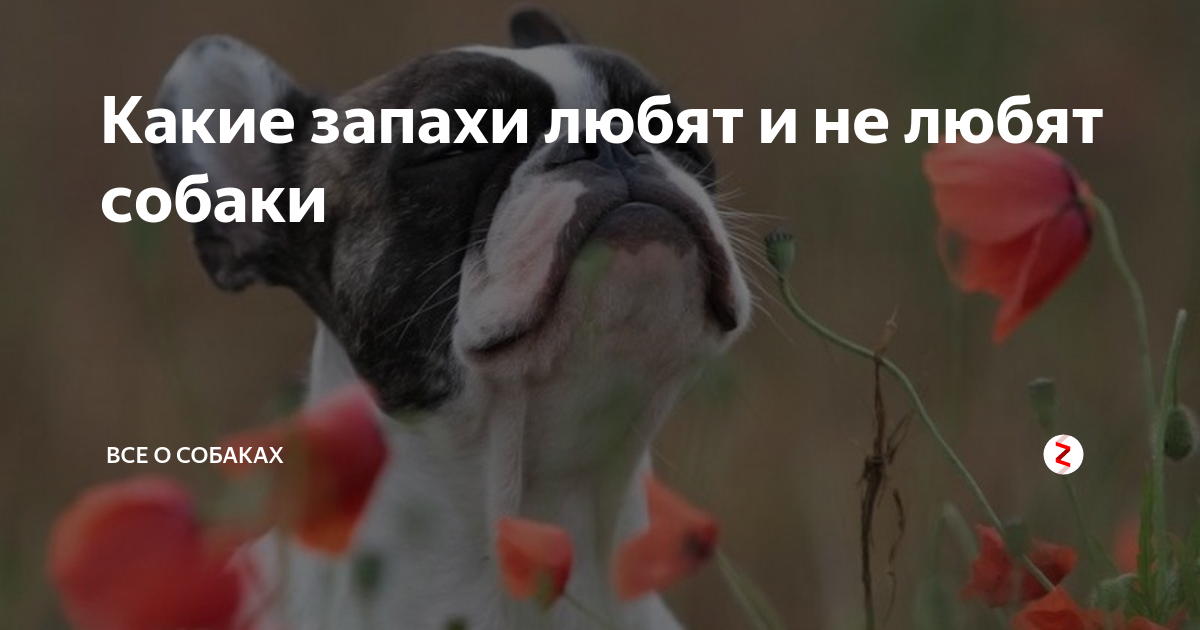 Антигрызин. какие запахи отпугивают собак? | dogkind.ru