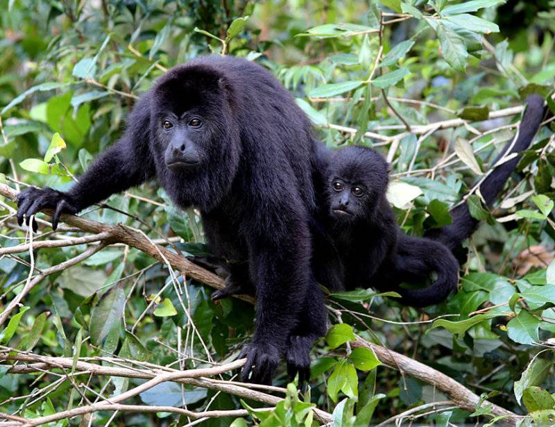 Обезьяна ревун. образ жизни и среда обитания обезьяны ревун | животный мир