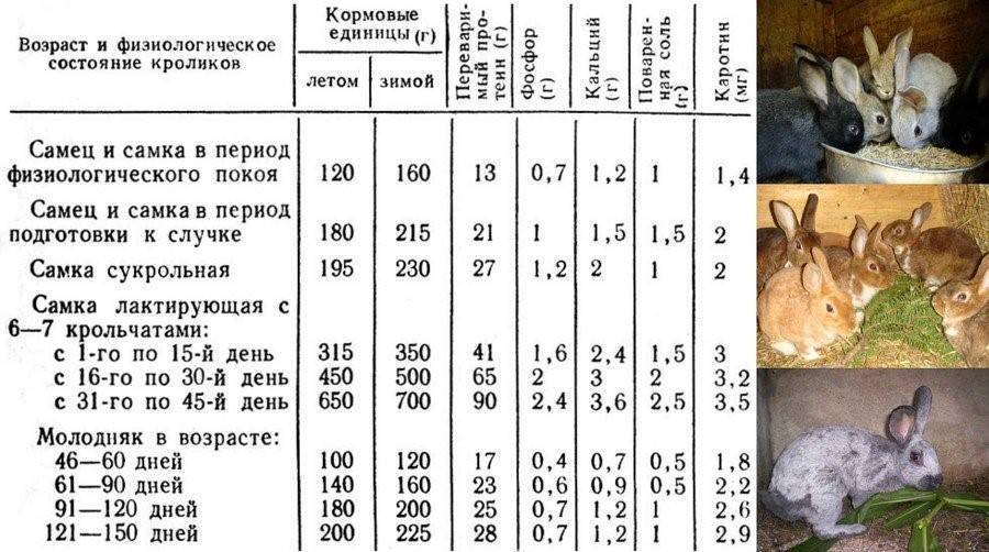 На рисунке изображены горностаевые кролики выращенные при разных