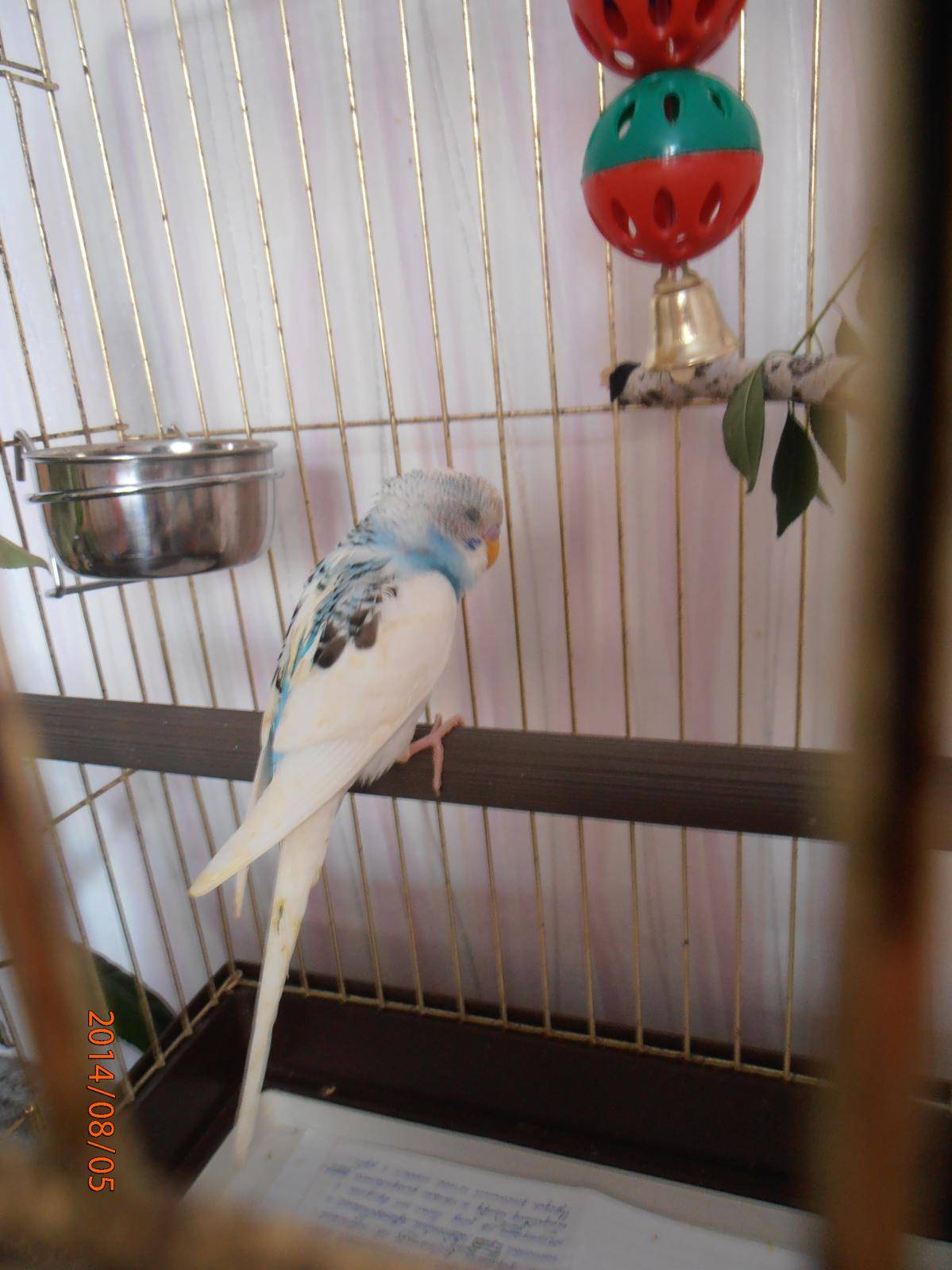 Адаптация волнистого попугая после покупки: что нужно знать