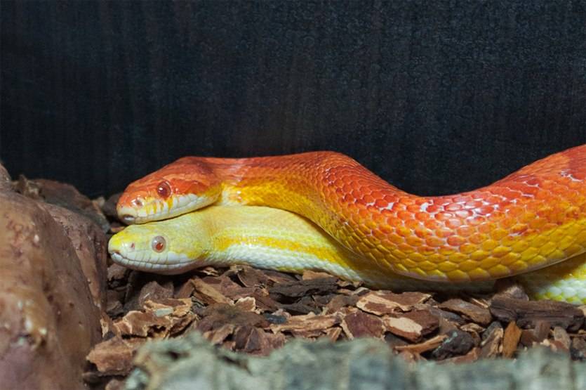 Как ухаживать за змеями в домашних условиях – дом для змей