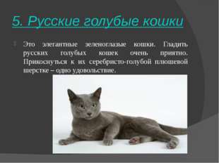 Русские голубые кошки: описание породы, характер, здоровье