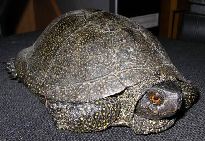 Содержание болотных черепах - ветеринарные клиники ситивет