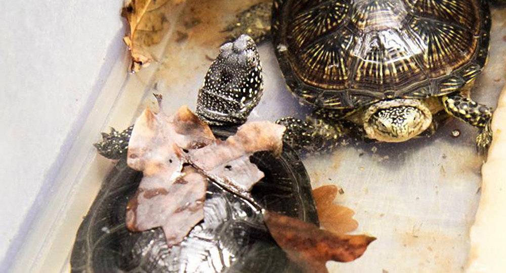 Красноухие черепахи уход и содержание в зимний период