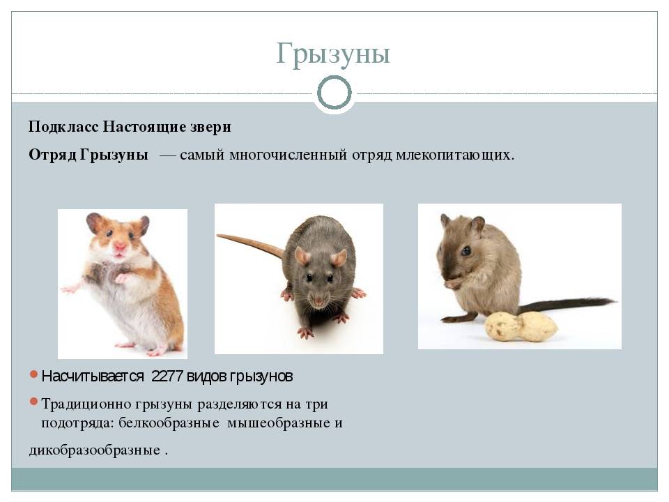 7 плюсов и 7 минусов домашних крыс