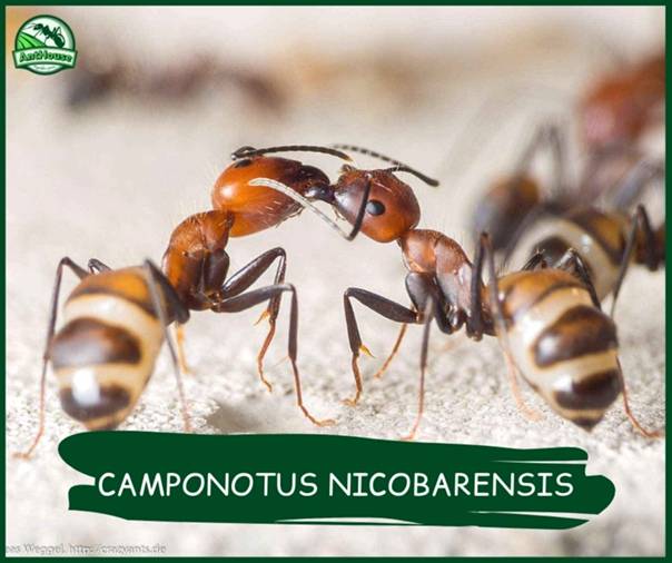 Сamponotus vagus или черный муравей-древоточец: рацион гигантов, особенности внешнего вида и существования, взаимодействие с человеком и природой. условия содержания и разведения в муравьиной ферме