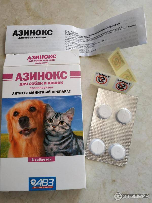 Обзор таблеток от глистов для кошек
