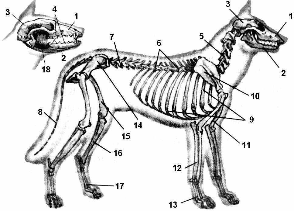 Скелет собаки название костей — сайт эксперта по животным — howmeow