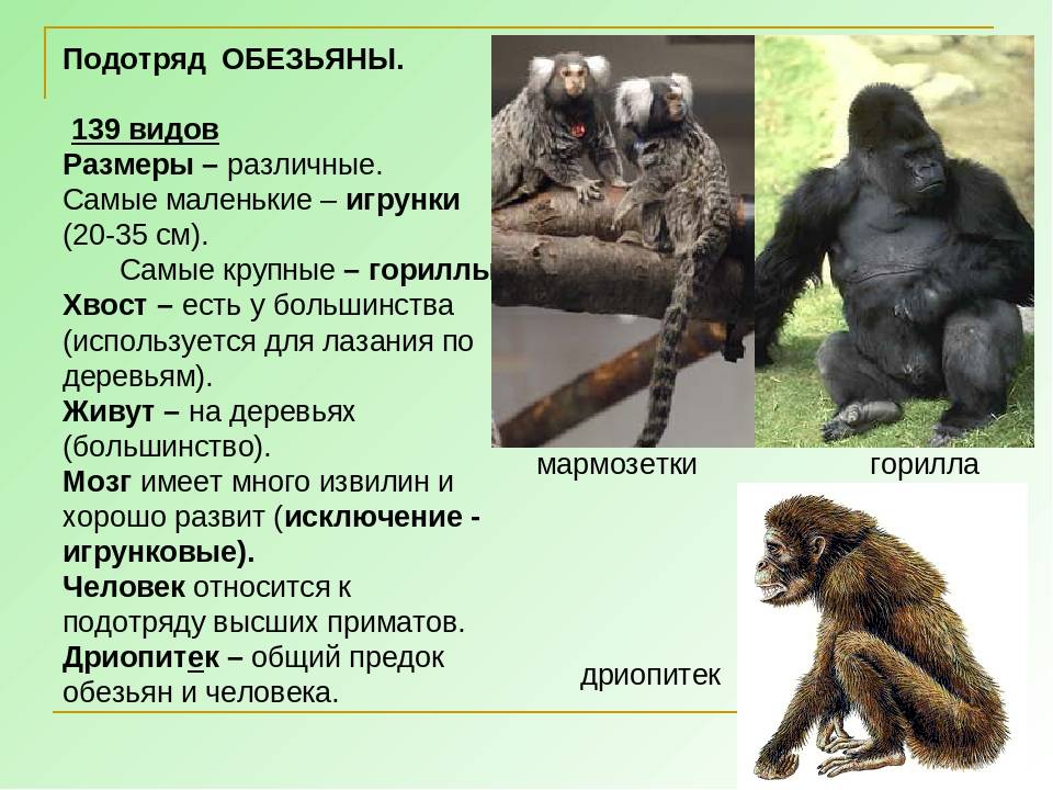 Самые большие обезьяны в мире: топ-10 наиболее крупных пород