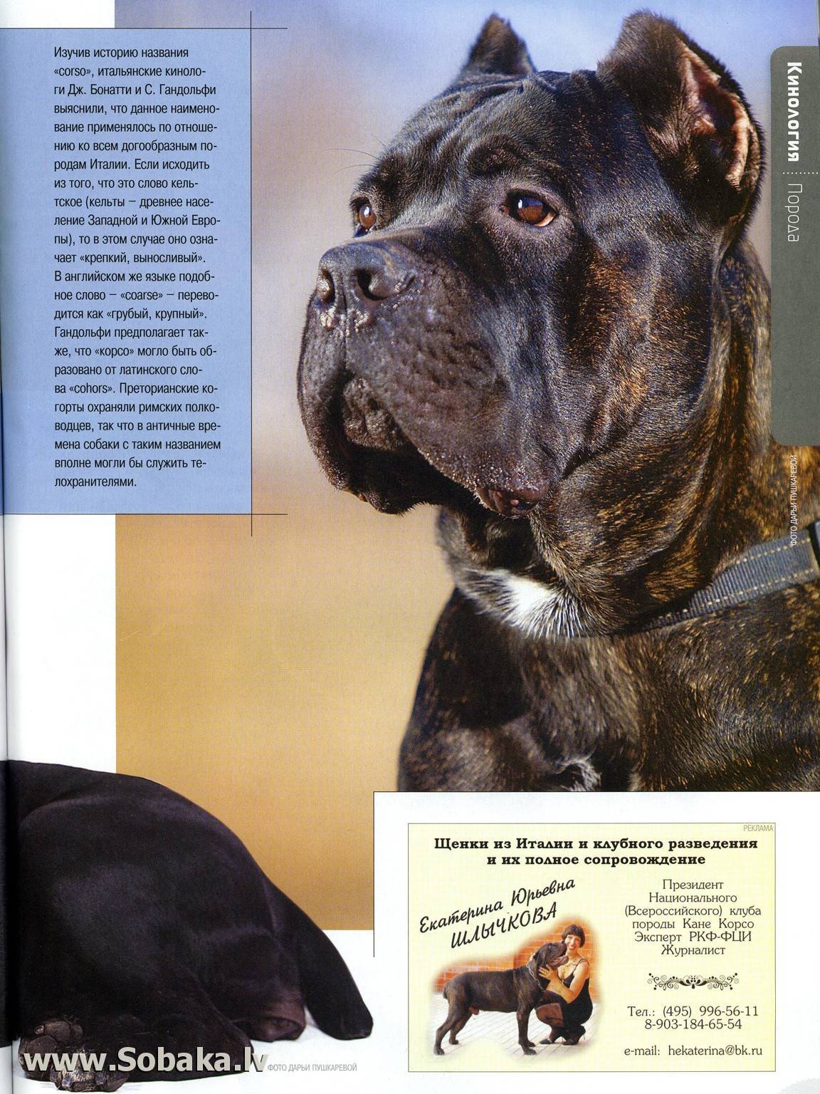 Кане корсо: описание итальянской породы собак