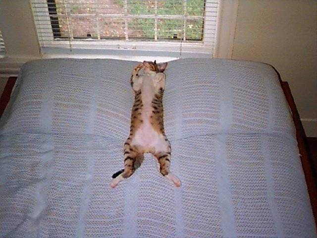 Отучение котенка писать на кровать