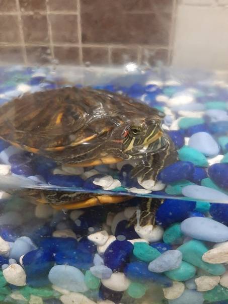 ᐉ почему быстро мутнеет вода в аквариуме с красноухими черепахами - zoopalitra-spb.ru