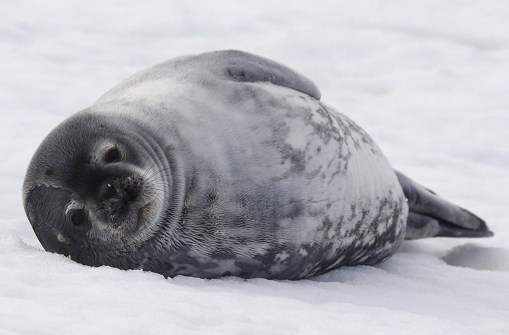 Тюлень уэдделла - описание, среда обитания, образ жизни