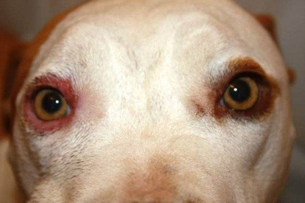 У собаки глаза текут: возможные причины и что делать | блог ветклиники "беланта"