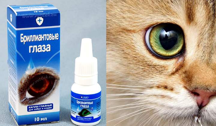 Чем закапать глаза кошке или котенку: обзор лечебных капель против воспалений