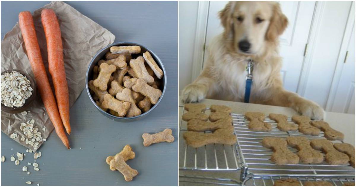 Лакомство для собак при дрессировке. как приготовить лакомство для дрессировки собак, рецепт "собачьего печенья". | здоровое питание