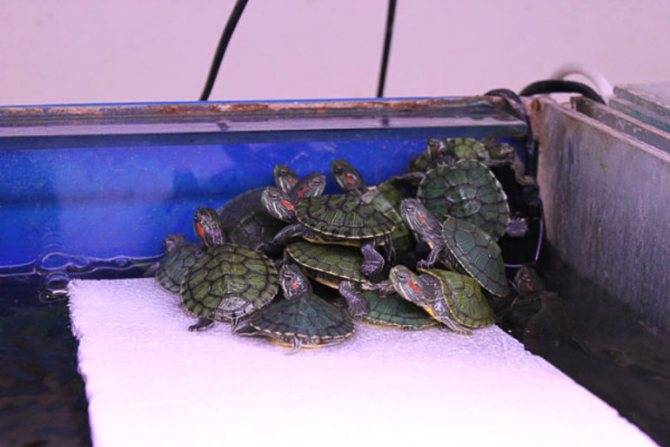 Как правильно оборудовать акватеррариум для красноухой черепахи
