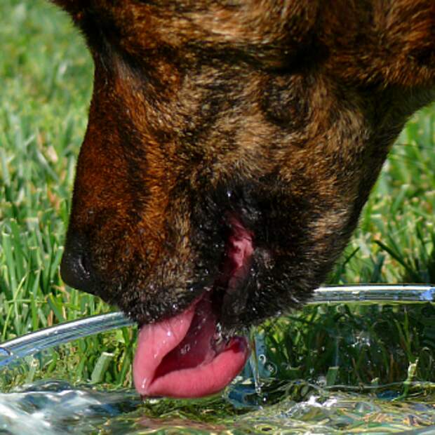 Собака пьет много воды