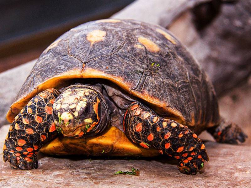 Как ухаживать за сухопутной черепахой в домашних условиях — ribnydom.ru