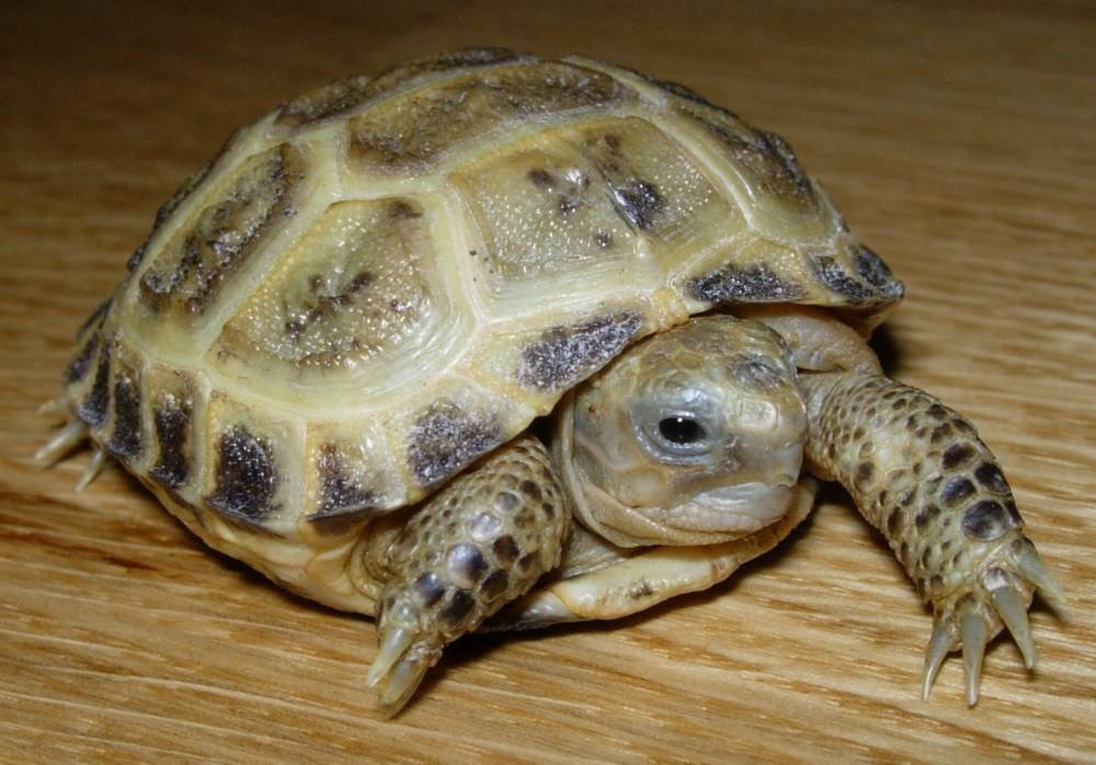 Потерялась черепаха, как найти любимого питомца
