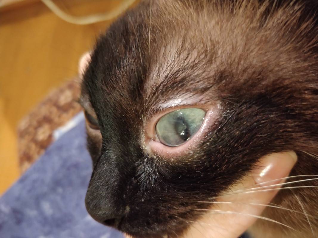 7 причин, почему у кошки текут глаза - когда обращаться к ветеринару