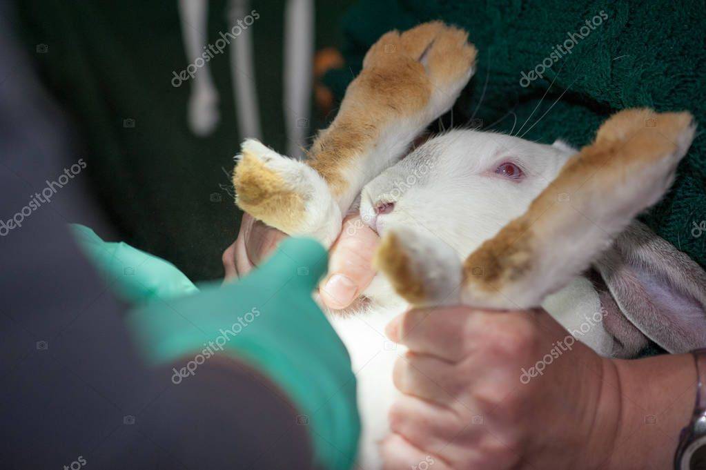 Кастрация кроликов: в каком возрасте, техники проведения,подготовка