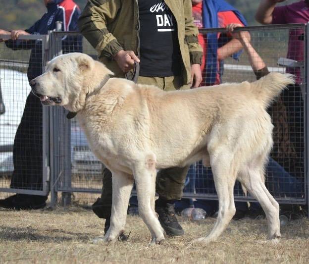 Собака туркменский алабай - описание и характеристика породы